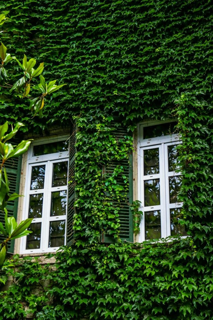 Part of facade fully covered in plants and two white windows showing.